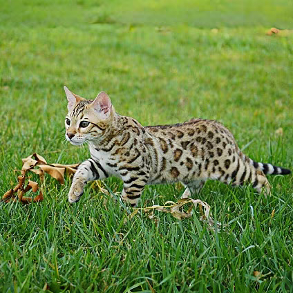 猫舍直销批发价格出售,孟加拉豹猫